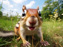 Close-up Of A Curious Chipmunk In Its Natural Habitat. Detailed Image Of The Muzzle. A Wild Animal Is Looking At Something. Illustration With Distorted Fisheye Effect. Design For Cover, Card, Etc.