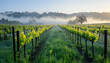 Morning light breaks over a vineyard, illuminating the vibrant green rows under a soft blanket of fog rolling over the distant hills