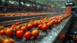 Tomatoes on Conveyor Belt