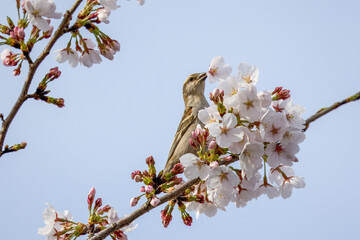 Wall Mural - 桜の木にとまるとニュウナイスズメ