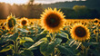 Sunflower is a strange seedling, which really resembles the sun in its appearance, and various seeds can be made from it.