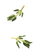 Fresh green thyme herb falling in the air isolates on white background