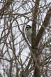downy woodpecker in lilac bush