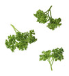 Fresh green Parsley herb falling in the air isolates on white background