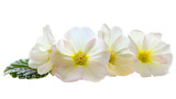 Fototapeta  - primrose flower, on transparent background