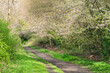 Scenic view of a beautiful park alley with green and white cherry trees and plants on a sunny day in Scadbury natural park in Bromley - London