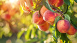 A cluster of ripe peaches hanging from a tree branch, ready to be plucked on a warm summer afternoon.