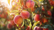 A cluster of ripe peaches hanging from a tree branch, ready to be plucked on a warm summer afternoon.