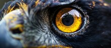 The Impressive Bird Of Prey Is Captured Up Close, Showcasing Its Captivating Yellow Eye And Sharp Features