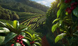 Coffee plantations, Coffee bean cultivation