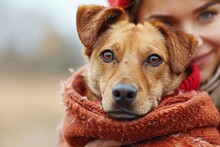 A Dog Wearing A Warm Scarf Symbolizing The Change Of Seasons And The Coziness Of Autumn Blurred Background
