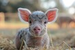 This endearing piglet gazes at the camera, its face in sharp focus while the farm backdrop blurs, highlighting the animal's features