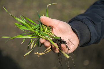 A man in a field holds cereal sprouts in his hand. The concept of the profession of agronomist or farmer. Spring day in the field.