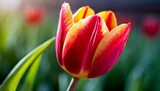 Fototapeta Tulipany - An exquisite close-up of a blooming tulip, capturing the graceful curve of its petals and th.jpg, Firefly An exquisite close-up of a blooming tulip, capturing the graceful curve of its petals 