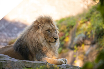 Wall Mural - adult Lion playing in zoological garden