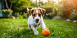 Active Jack Russell Terrier dog running with a colourful ball, run with a Jack Russell Terrier, 