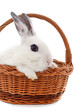One white rabbit  in the basket.