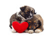 Two small dogs with a toy heart.