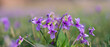 panoramic view of a Manchurian Violet in the early spring.. field of wild flowers	