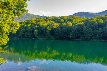 Sticker - Biogradska Gora national park in Montenegro