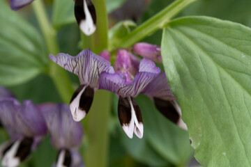 Wall Mural - Blooming of broad bean (Vicia faba) in Japan in spring