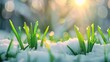 Green grass growing vigorously under melting snow at sunrise, end of Winter, Spring is surely coming. For Design, Background, Cover, Poster, Banner, PPT, KV design, Wallpaper