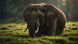 Portrait of an Elephant Resting on Grass
