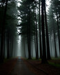 © patypixie - Una imagen de un bosque bastante oscuro, rodeado de neblina