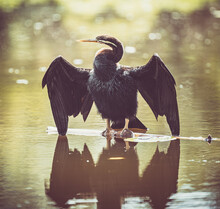 Cormorant In The Water