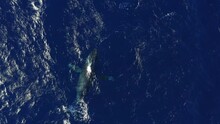 A Humpback Whale Swims, Surfaces And Blows Bubbles Underwater To Attract A Mate In Maui, Hawai'i. Top Down Aerial View.
