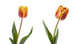 set of yellow tulips isolated on transparent background