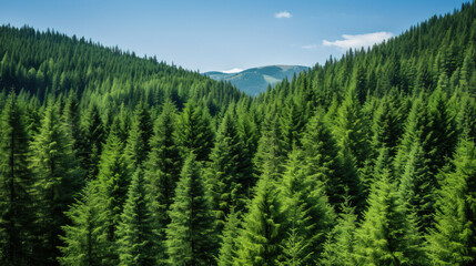 Wall Mural - green forest in the mountains.