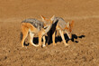 A pair of black-backed jackals (Canis mesomelas), Mokala National Park, South Africa.