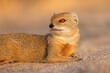 Portrait of a yellow mongoose (Cynictus penicillata), Kalahari desert, South Africa.