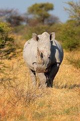 Wall Mural - A white rhinoceros (Ceratotherium simum) in natural habitat, South Africa.