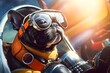 A pug with a pilots hat ready for takeoff on a cute aviator adventure