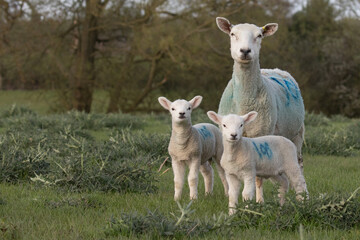 Wall Mural - baby lambs 