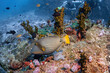 Yellow line triggerfish swim around coral reef photography in deep sea in scuba dive explore travel activity underwater with blue background landscape in Andaman Sea, Thailand