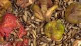 Fototapeta Tęcza - Black soldier fly larvae on food waste. Black soldier fly larvae used for composting household food scraps and agricultural waste products