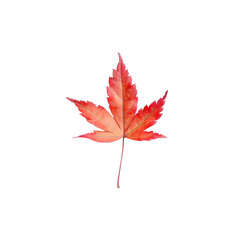 Wall Mural - Single green leaf on Transparent Background with red center