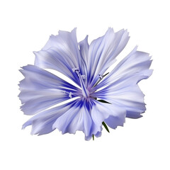 Wall Mural - Blue chicory flowers isolated on the white background with clipping path