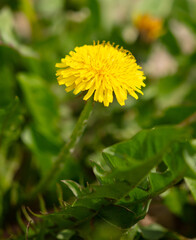 Wall Mural - Yellow dandelion flowers in nature in spring