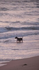 Canvas Print - dog on the beach