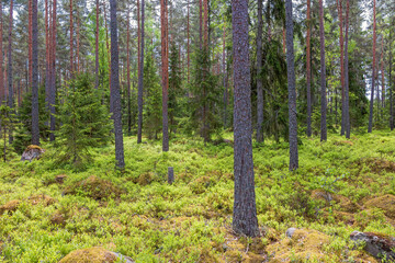 Sticker - Pine woodland with green blueberry bushes on the forest floor