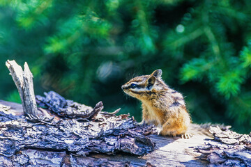 Canvas Print - Wild Least chipmunk on a tree log looking away