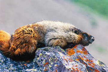 Wall Mural - Hoary marmot laying down and resting on a rock