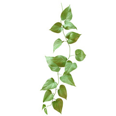 Wall Mural - A close up of a plant with green leaves on a Transparent Background