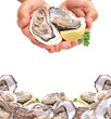 Oysters on the background isolated