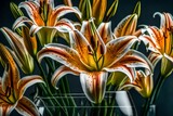 Fototapeta Uliczki - An upclose view of a bunch of lilies in a clear vase captured in a macro photo 