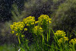 Euphorbia cyparissias, cypress spurge greenish flowers closeup selective focus